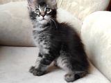 Secereli Erkek Mainecoon