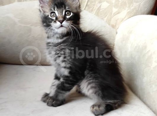Secereli Erkek Mainecoon görsel