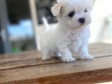Maltese Yavrular