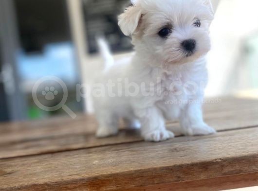 Maltese Yavrular görsel