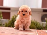Apricot Mini Toy Poodle Yavrular