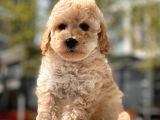 Mini Boy Toy Poodle Bebekler