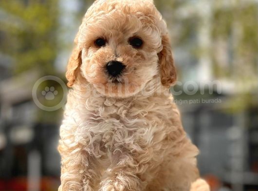 Mini Boy Toy Poodle Bebekler