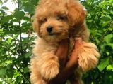 2.5 AYLIK DİŞİ F1 MALTİPOO
