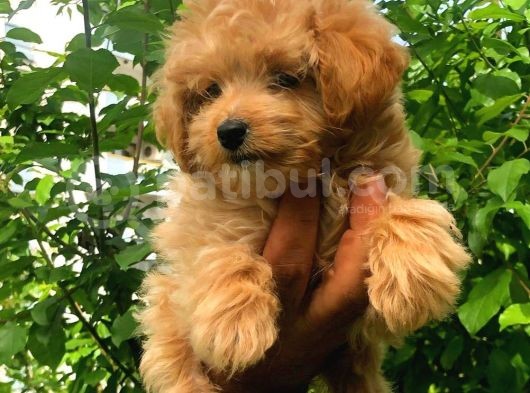 2.5 Aylik Di̇şi̇ F1 Malti̇poo
