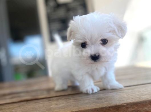 Maltese Yavrular görsel