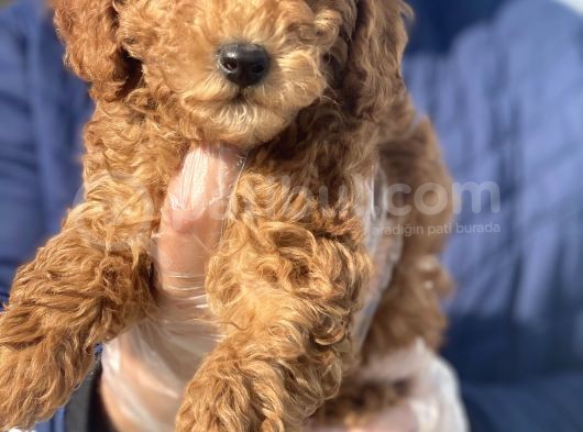 Siyah Silver Red Poodle Yavrular görsel