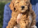 Siyah Silver Red Poodle Yavrular