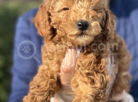 Siyah Silver Red Poodle Yavrular
