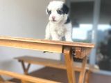 Mini Morkie Yavrular