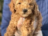 Siyah Silver Red Poodle Yavrular