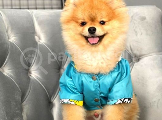Rio Tedy Bear Pomeranian Oğlumuz görsel