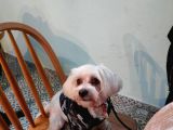 3 Yaşında Maltese Terrier