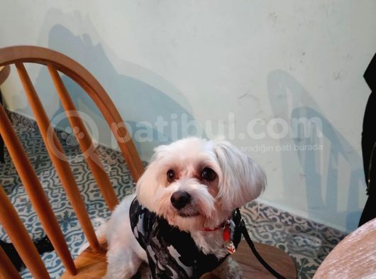 3 Yaşında Maltese Terrier