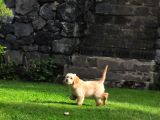 Goldendoodle Yavrularımız