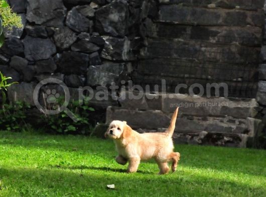 Goldendoodle Yavrularımız görsel