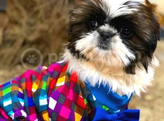 Shih-Tzu Yavruları görsel