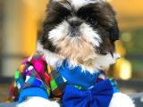Shih-Tzu Yavruları