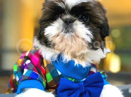 Shih-Tzu Yavruları görsel