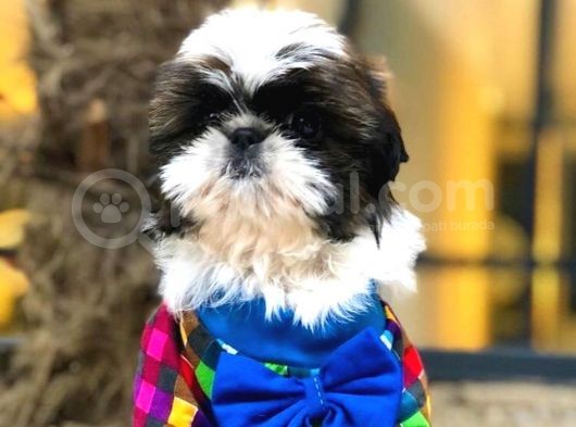 Shih-Tzu Yavruları