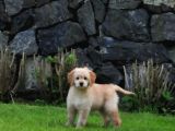 Goldendoodle Yavrularımız
