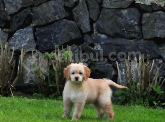 Goldendoodle Yavrularımız görsel