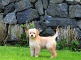Goldendoodle Yavrularımız