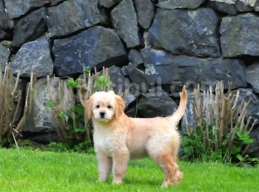 Goldendoodle Yavrularımız görsel