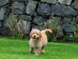 Goldendoodle Yavrularımız