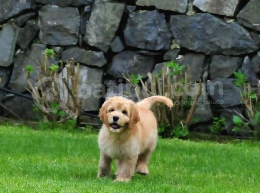 Goldendoodle Yavrularımız görsel