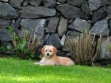 Goldendoodle Yavrularımız