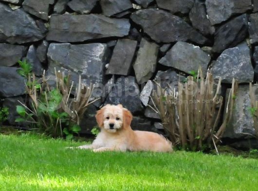 Goldendoodle Yavrularımız