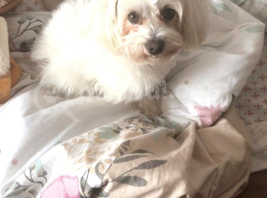 3 Yaşında Maltese Terrier görsel
