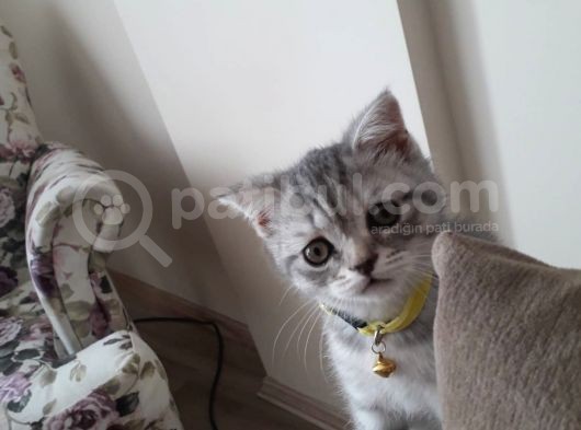 Yavru British Shorthair görsel