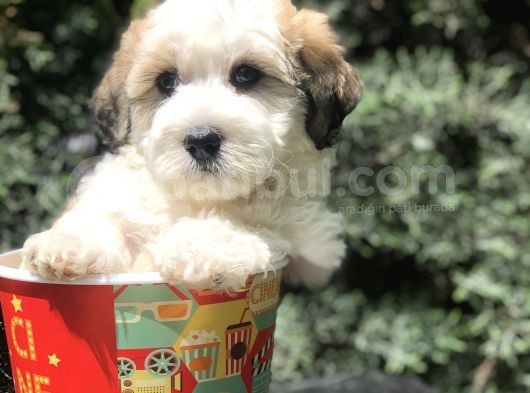 Dizayn Irk Maltipoo Yavrumuz görsel