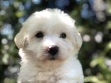 Dizayn Irk Maltipoo