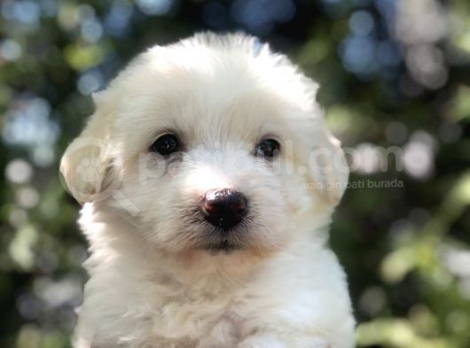 Dizayn Irk Maltipoo