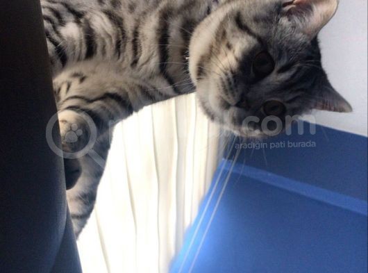 British Shorthair görsel