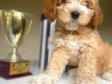 Güzel Maltipoo Kızımız