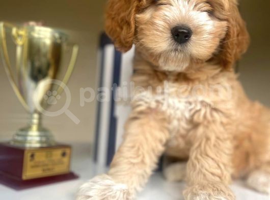 Güzel Maltipoo Kızımız görsel