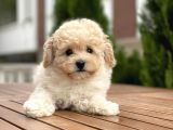 Apricot Dişi Mini Toy Poodle Bebekler