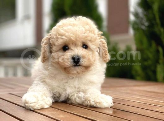 Apricot Dişi Mini Toy Poodle Bebekler görsel
