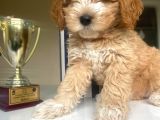 Güzel Maltipoo Kızımız