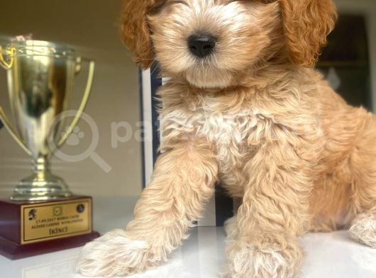 Güzel Maltipoo Kızımız görsel