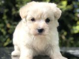 Tatlilik Abidesi Maltipoo Yavrumuz