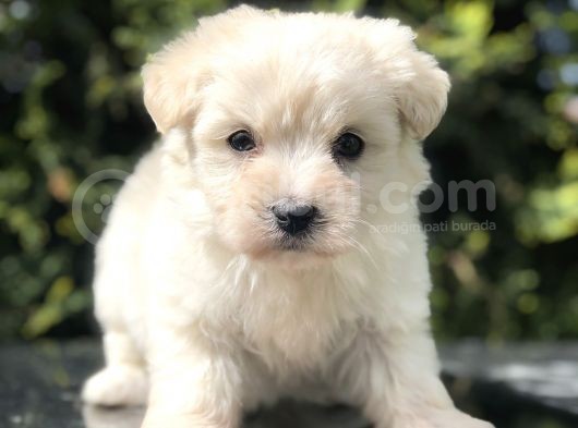 Tatlilik Abidesi Maltipoo Yavrumuz görsel