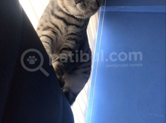 British Shorthair görsel