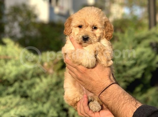 2.5 Aylık F1 Maltipo Kızımız görsel