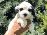 Sürmeli Dizayn Maltipoo Yavrumuz