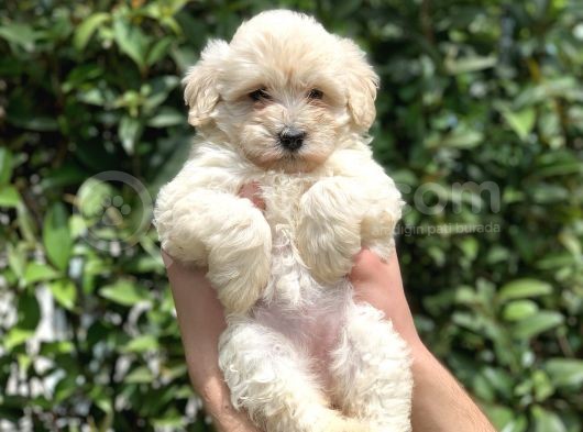2.5 Aylık Dişi F1 Maltipoo görsel